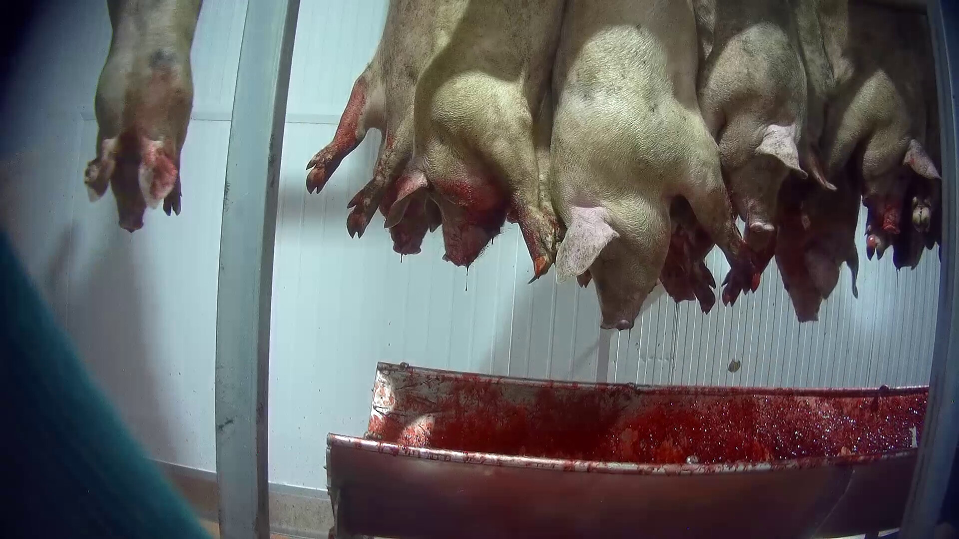 Dead pigs