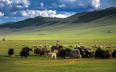 How a Former Herder Protected Mongolia's Vast Grasslands