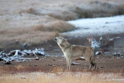 Out of the Wild: How A.I. Is Transforming Conservation Science